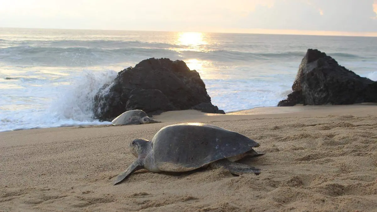 tortugas michoacan (1)